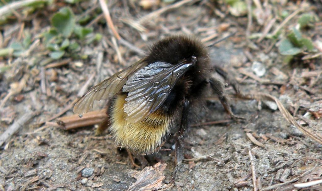 Bombus (Alpigenobombus) wurflenii  (cfr.), operaia